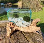 Choose Your Favourite Gemstone Cube Driftwood Aquarium Marimo Moss Ball Centrepiece