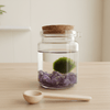 Marimo Moss Ball Amethyst Terrarium Complete Set Gifts