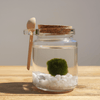 Marimo Moss Ball White Quartz Terrarium Complete Set