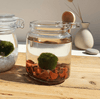 Red Jasper Marimo Moss Ball Terrarium Complete Set Gifts Live Plants