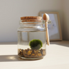 TIGERS EYE Terrarium