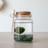 MOSS AGATE Terrarium Moss BALL Complete Set Gifts Live Plants