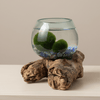 Lapis Lazuli Hand Blown Driftwood Aquarium Marimo Moss Ball