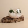 Rose Quartz Hand Blown Driftwood Marimo Moss Ball Terrarium Gift