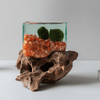 Carnelian Hand Blown Driftwood Aquarium Marimo Moss Ball Terrarium