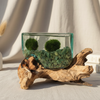 Moss Agate Hand Blown Cube Driftwood Aquarium Marimo Moss Ball