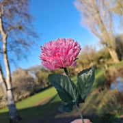 Forever Flower Hot Pink Carnation