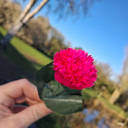 Forever Flower Hot Pink Carnation