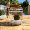 Marimo Moss Ball White Quartz Terrarium Complete Set Gifts Live Plants With Gemstones Gift