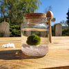 Marimo Moss Ball Aquarium set with Gemstones live plants aquatic Terrarium pet