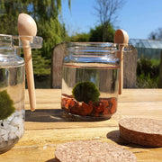 Red Jasper Marimo Moss Ball Terrarium Complete Set Gifts Live Plants With Gemstones