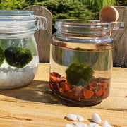 Red Jasper Marimo Moss Ball Terrarium Complete Set Gifts Live Plants With Gemstones
