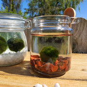 Red Jasper Marimo Moss Ball Terrarium Complete Set Gifts Live Plants With Gemstones