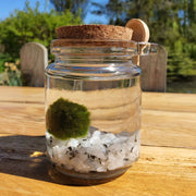 Marimo Moss Ball Aquarium set with Gemstones live plants aquatic Terrarium pet