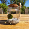 Marimo Moss Ball Aquarium set with Gemstones live plants aquatic Terrarium pet