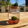 Moss Ball Carnelian Terrarium Complete Set Gifts Live Plants With Gemstones & Crystals Aquarium