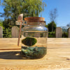 Marimo Moss Ball Aquarium set with Gemstones live plants aquatic Terrarium pet