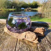 Hand Blown Driftwood Aquarium Marimo Moss Ball Amethyst Terrarium Gift Centrepiece