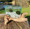 Choose Your Favourite Gemstone Cube Driftwood Aquarium Marimo Moss Ball Centrepiece