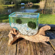 Hand Blown Driftwood Moonstone Aquarium Marimo Moss Ball Terrarium Gift