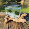 Hand Blown Driftwood Moonstone Aquarium Marimo Moss Ball Terrarium Gift