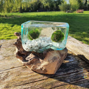 Hand Blown Driftwood Moonstone Aquarium Marimo Moss Ball Terrarium Gift