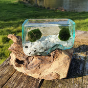 Hand Blown Driftwood Moonstone Aquarium Marimo Moss Ball Terrarium Gift