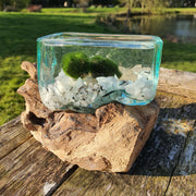 Hand Blown Driftwood Moonstone Aquarium Marimo Moss Ball Terrarium Gift