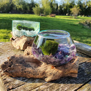 Hand Blown Driftwood Aquarium Marimo Moss Ball Amethyst Terrarium Gift Centrepiece