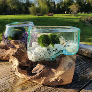 Hand Blown Driftwood Moonstone Aquarium Marimo Moss Ball Terrarium Gift