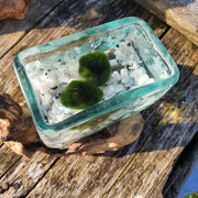 Hand Blown Driftwood Moonstone Aquarium Marimo Moss Ball Terrarium Gift