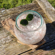 Rose Quartz Hand Blown Driftwood Aquarium Marimo Moss Ball Terrarium Gift Centrepiece