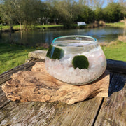 Rose Quartz Hand Blown Driftwood Aquarium Marimo Moss Ball Terrarium Gift Centrepiece