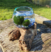 Lapis Lazuli Hand Blown Driftwood Aquarium Marimo Moss Ball Terrarium Gift Centrepiece