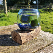 Lapis Lazuli Hand Blown Driftwood Aquarium Marimo Moss Ball Terrarium Gift Centrepiece