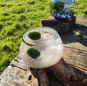 Rose Quartz Hand Blown Driftwood Aquarium Marimo Moss Ball Terrarium Gift Centrepiece