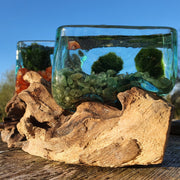 Moss Agate Hand Blown Cube Driftwood Aquarium Marimo Moss Ball Terrarium Gift 